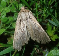 Apamea monoglypha