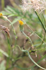 Tragopogon dasyrhynchus