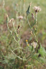 Tragopogon dasyrhynchus
