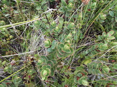 Veronica pinguifolia