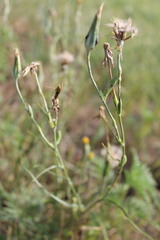 Tragopogon dasyrhynchus