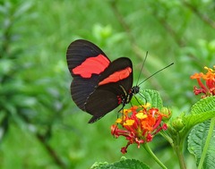 Heliconius erato hydara