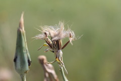 Tragopogon dasyrhynchus