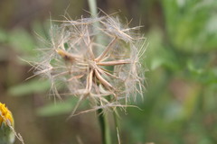 Tragopogon dasyrhynchus