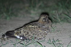 Caprimulgus vexillarius