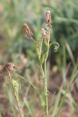 Tragopogon dasyrhynchus