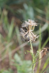 Tragopogon dasyrhynchus