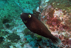 Eubalichthys bucephalus