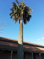 Jubaea chilensis