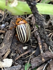 Leptinotarsa decemlineata