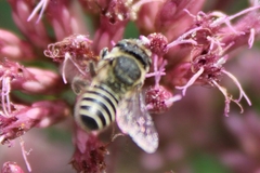 Megachile