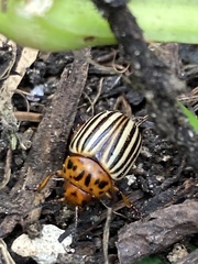 Leptinotarsa decemlineata