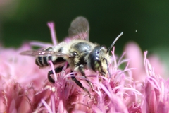 Megachile