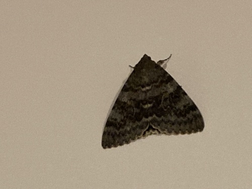 French Red Underwing, Németvölgyi út, Budapest, Budapest, HU, photo 10 of 10