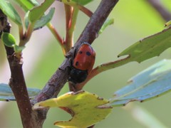Cryptocephalus trimaculatus