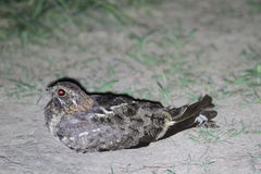 Caprimulgus vexillarius