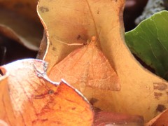 Hypsopygia incarnatalis