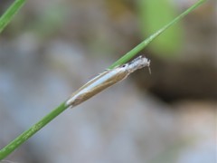 Pleurota aristella