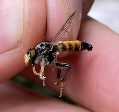 Cyrtopogon auratus