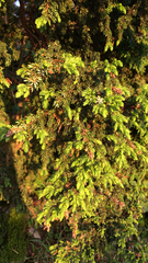 Juniperus brevifolia