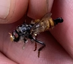 Cyrtopogon auratus