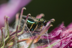 Pteromalus