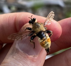 Laphria fernaldi