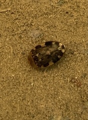 Laccophilus maculosus