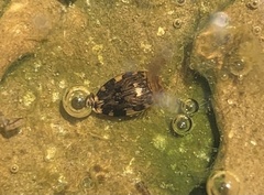 Laccophilus maculosus