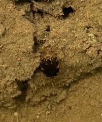 Laccophilus maculosus