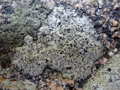 Buellia subdisciformis