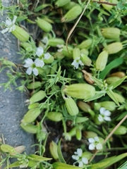 Silene procumbens