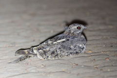 Caprimulgus vexillarius