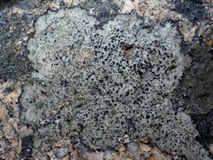 Buellia subdisciformis