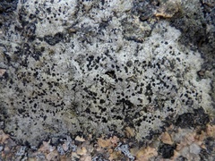 Buellia subdisciformis