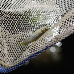 Aphyocypris normalis