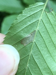 Coleophora ostryae