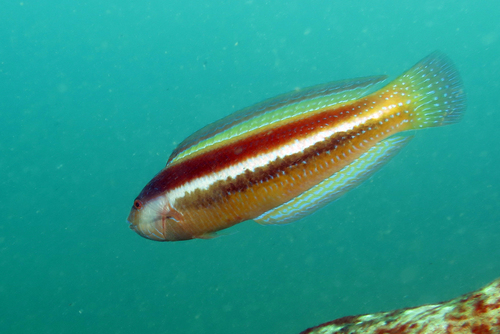 Australian maori-wrasse (Ophthalmolepis lineolata) — Labridae — 5