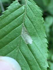 Coleophora ostryae