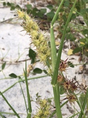 Cenchrus tribuloides