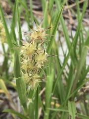 Cenchrus tribuloides