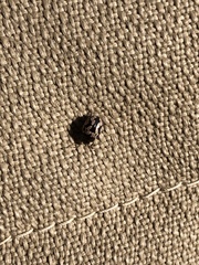 Calligrapha multiguttata