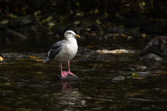 Larus glaucoides