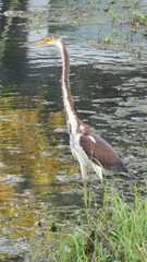 Egretta tricolor image