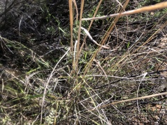 Leptochloa decipiens