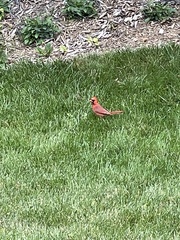 Cardinalis