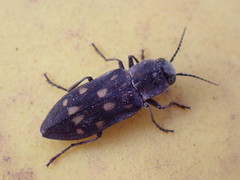 Melanophila consputa
