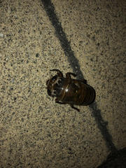 Cryptotympana facialis