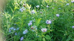 Symphyotrichum × salignum