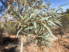 Acacia catenulata